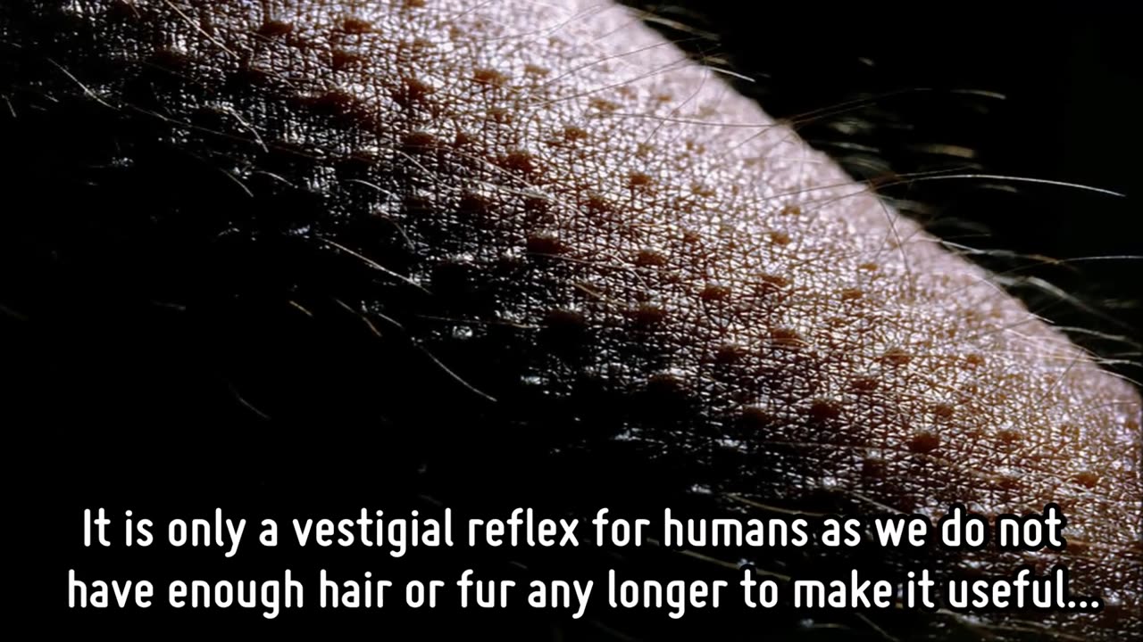 7 Proofs of Evolution in the Human Body