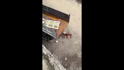 Dead Fake Dog