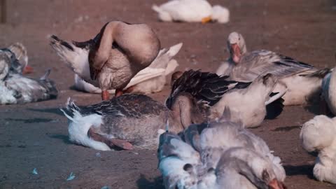 domestic ducks and geese on the farmstead