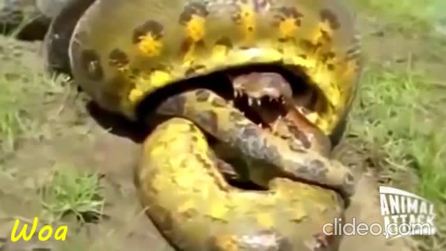 Crocodile VS Python