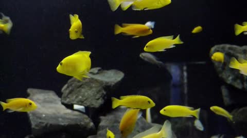 Aquarium