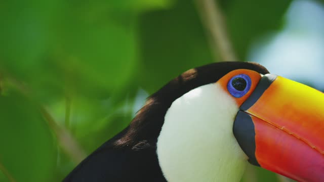 Beautiful Keel-billed Toucan,Keel-billed Toucan.Beautiful Keel-billed Toucan,Keel-billed Toucan