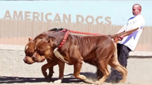 Dog funny short video