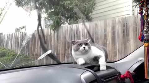 Funniest Animals - Best Of The 2021 Funny Animal Videos #52