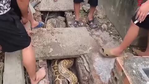 Catching giant snakes using hands!