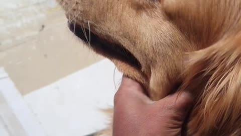 Dog lover's animal 😍