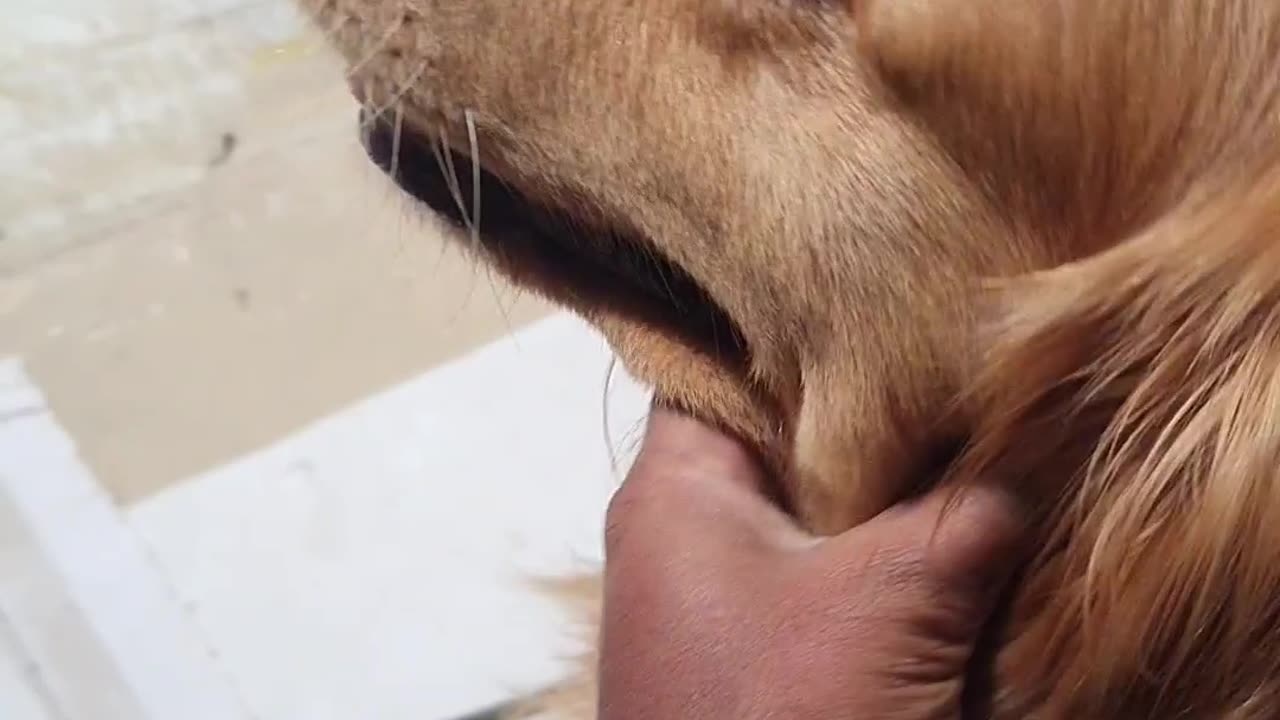 Dog lover's animal 😍