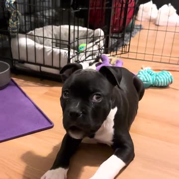 "I'm not doing all that, dad!" 😂🐶💥