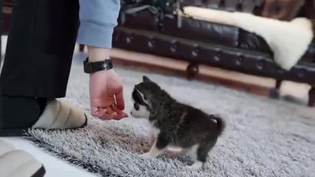 Smart dog &Smart Training Video