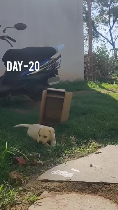 Labrador retriever one month transformation puppy transformation