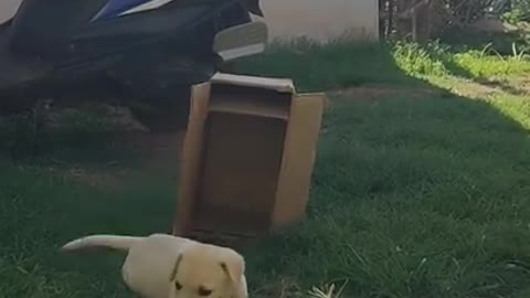 Labrador retriever one month transformation puppy transformation