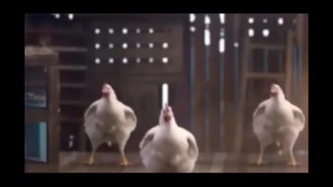 Dancing Chicks | Funny Videos | Animals Videos