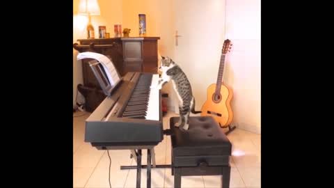 Intruging Cat Videos to make you week --6