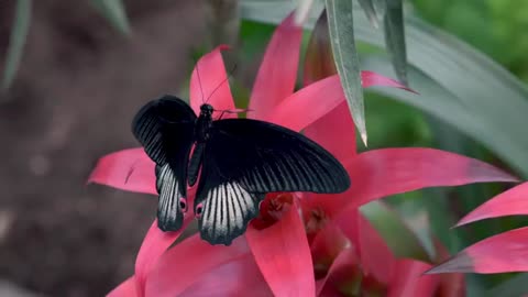 Flying Shadow