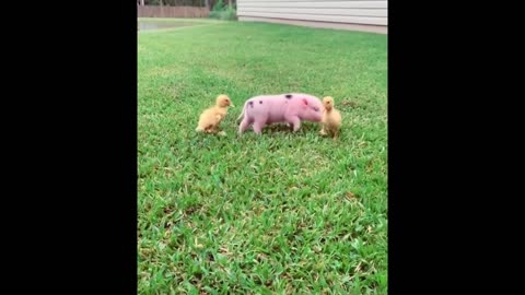 pets- divertidos -00