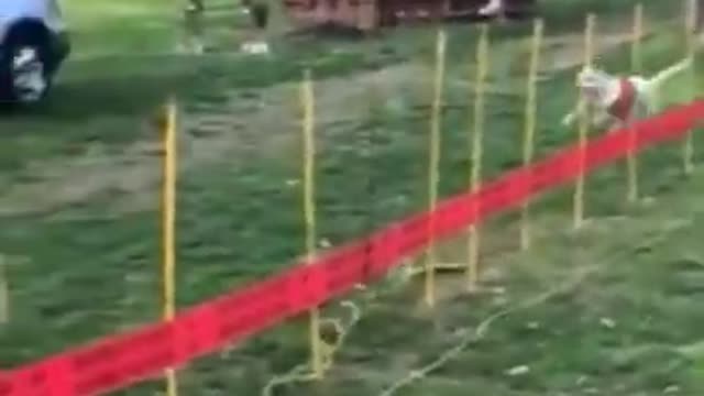 Dog chasing a rope tied to himself funny dogs