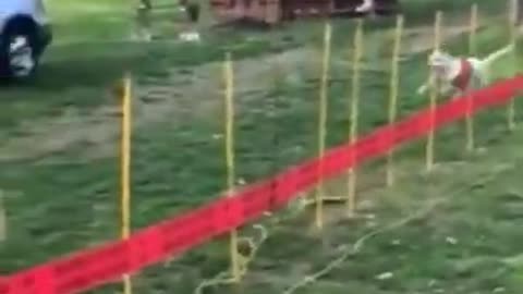 Dog chasing a rope tied to himself funny dogs