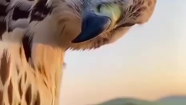 Fly High To See The Big Picture