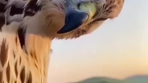Fly High To See The Big Picture