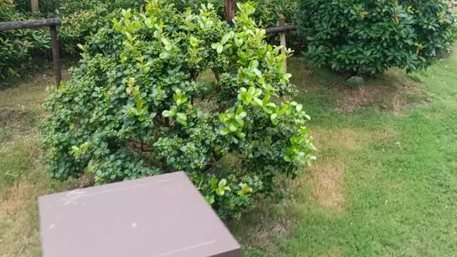 The tree is covered with small fruits