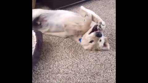 Episode 45 - Unwind with pets