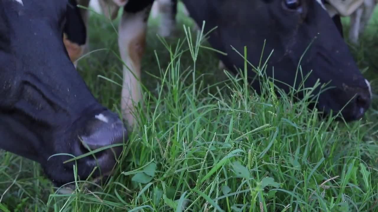 Cows Eating Grass in a Field Tight Shot