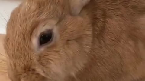Rabbits Aww Cute bunny puppie