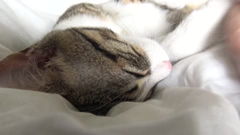 My Hoomans Can't Be As Cute As I Am