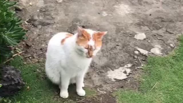 A cat and a cute puppy are playing in the yard.