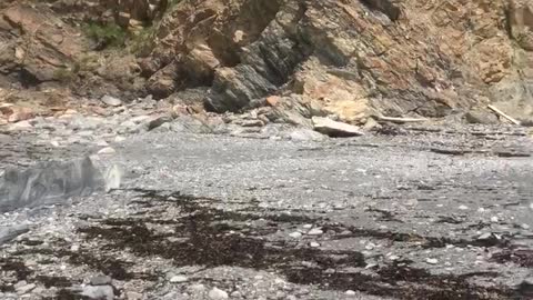 Bear Cove Swim