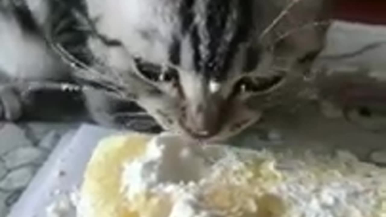 Funny and cute animals