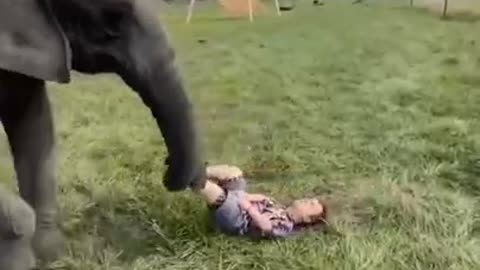Funny Elephant Playing