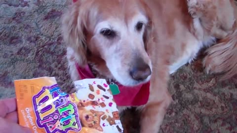 Guilty Dog Video
