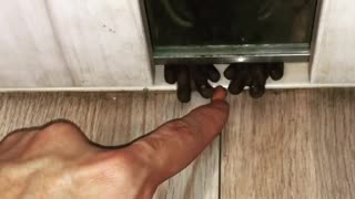 Nut Drives Him Nuts