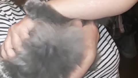 My beautiful cat Asya.