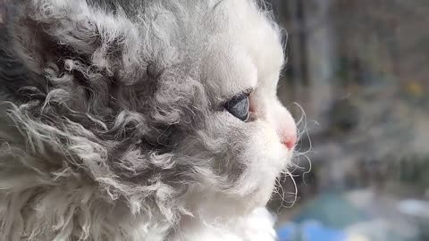 Super cool vintage curly cat
