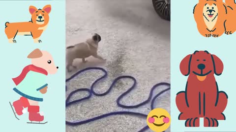 Awesome Funny dog Life Videos 😇