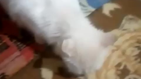 Beautiful cat eating bread