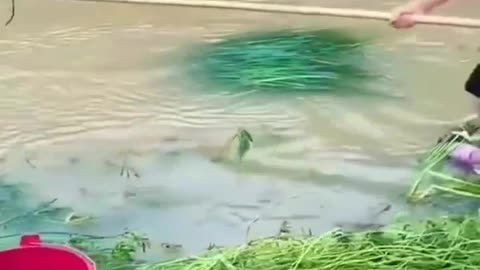 This is a beautiful and charming water-dwelling species