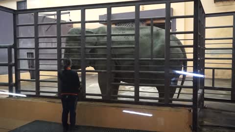 Elephant at meal