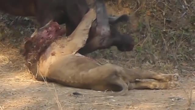 Wild Animal Fight