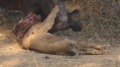 Wild Animal Fight