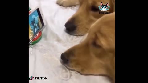 Two twin adorable puppies watching Tom & Jerry together