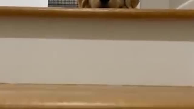 Oh hellow 😉💛 CUTE 🥰 DOG VIDEO | 🤣 FUNNY VIDEOS | LOVE ANIMALS