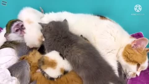 Monkey with cute cats