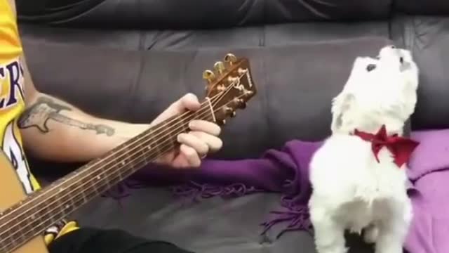 Pet dogs singing songs