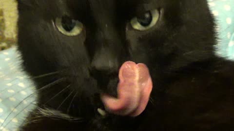 Cute Black cat closeup