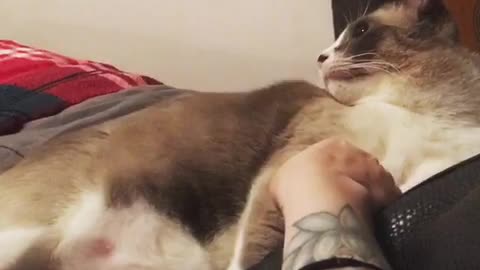 Brown cat making sounds when pet
