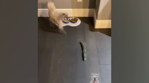 Funny Cat Scare the Cucumbers Scare.