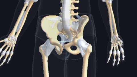 Human skeletal system